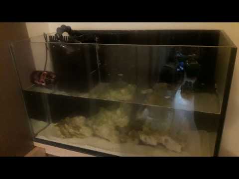 || Akwarium morskie. Żywa skała, piasek.