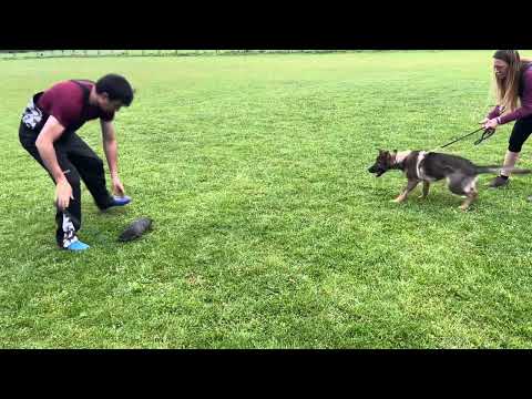 Querra z Jukasu - protection training - 5 months