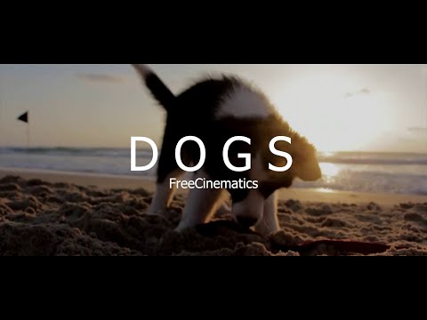 Beautiful Dogs No Copyright Videos With No Copyright Music - Free Videos - FreeCinematics