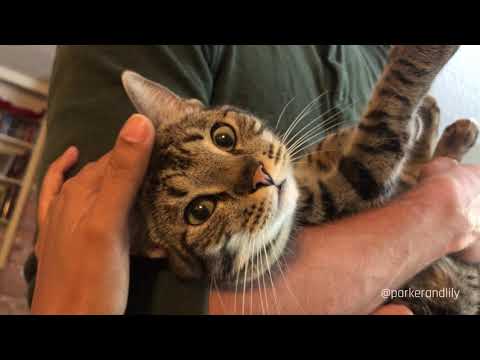 Jasmine is the purriest kitten