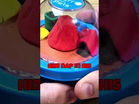 DIY Ferro Pets Spielzeug! #ferropets #diy #tamagotchi #dollartree #craft