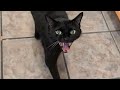 ANGRY KITTY