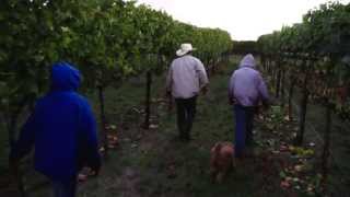 preview picture of video 'Myriad Cellars'