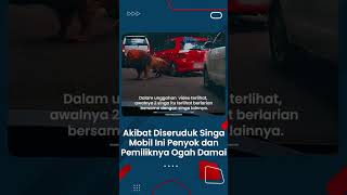 Mobil Ini Penyok, Akibat Baku Hantam Dua Ekor Singa di Taman Safari Prigen, Pemiliknya Ogah Damai