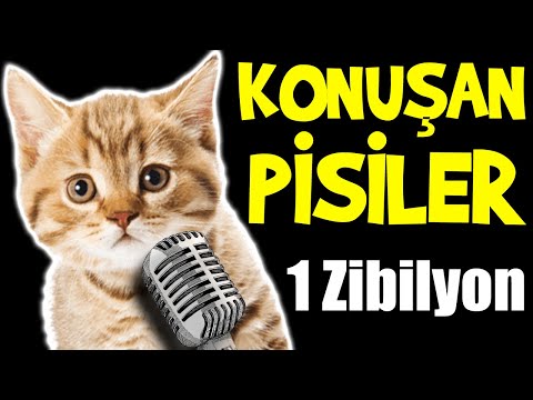 Konuşan Pisiler 1 Zibilyon - En Komik Kedi Videoları