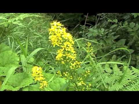 カナダのアキノキリンソウ 植物