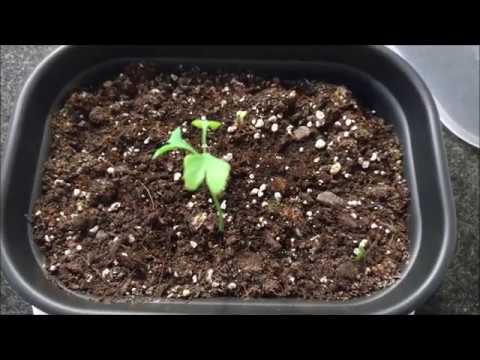 Wie man aus einem Ginko (Ginkgo biloba) Kern einen Baum züchtet