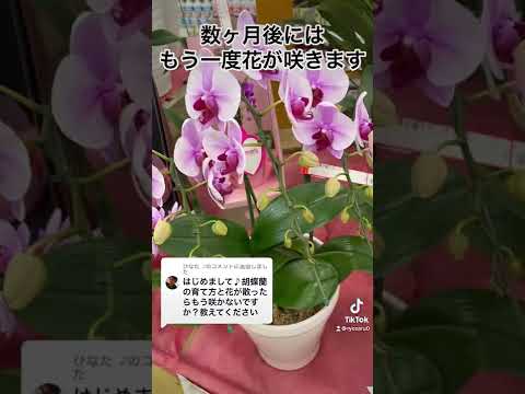 蘭の茎の切り方は？避けるべき最善のヒントと間違い  庭園