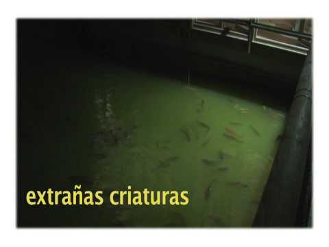 Cena Antiguos Alumnos Puertosol (2 Avance)