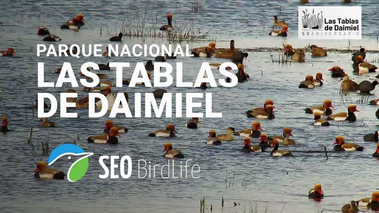 Live webcam view of Tablas de Daimiel Wetland Cam