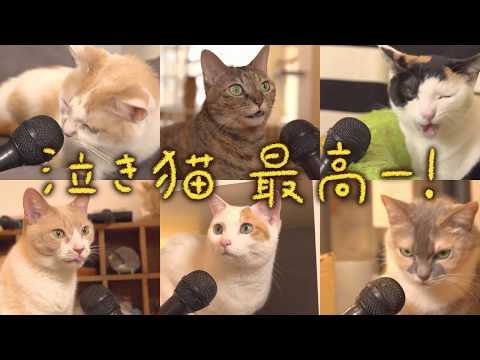 マジ猫編 第三弾「全猫が泣いた！泣き猫感想インタビュー」Presented by 『泣きたい私は猫をかぶる』（Netflixにて好評配信中！）