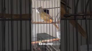 Download lagu CUCAK JENGGOT ISIAN TENGKEK GACOR NGOTOT NGEROLL PANJANG‼️ #cucakjenggot mp3