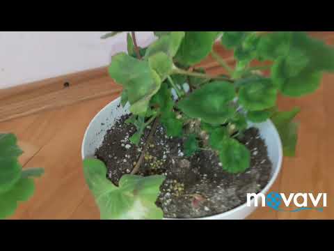 Секреты обрезки зональной пеларгонии - часть 2