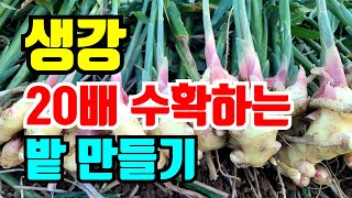 20배 수확하는 생강밭 만들기