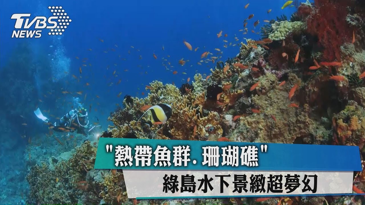 熱帶魚群珊瑚礁 綠島水下景緻超夢幻