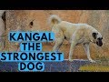 Kangal Shepherd - Dog Breed with Strongest Bite Force
