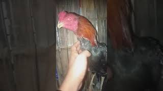 Download lagu ngorok permanen yang susah disembuhkan mp3