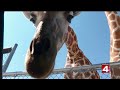 Live In The D Check Out The African Safari