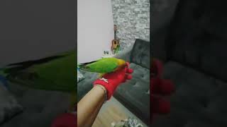 Download lagu Melatih lovebird jinak boomerang dan Ftm ( bersama si JO my lovebird ) mp3