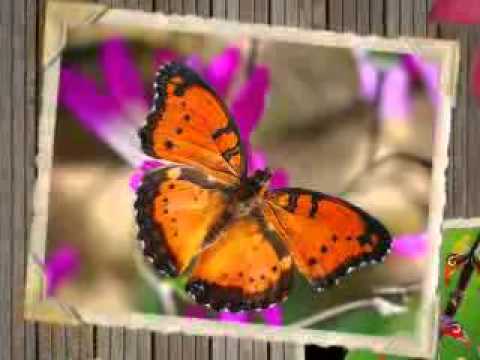 EL VALS DE LAS MARIPOSAS