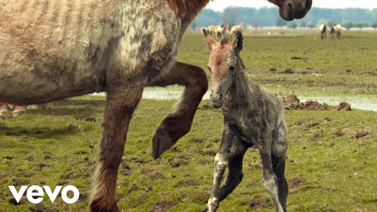 Marco Borsato - Beautiful thumbnail