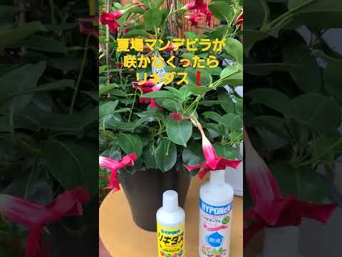 ゲルを摂取したディプラデニアを救うにはどうすればよいですか?効果を高めるための 5 つのヒント  庭園