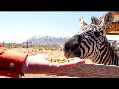 This Free Petting Zoo In Utah Has A Zebra - Uniquely Utah