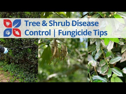  Tree & Shrub Disease Control - Fungicide Tips Video 