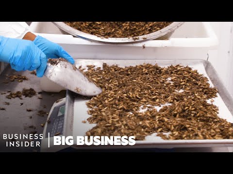 , title : 'How North America's Largest Cricket Farm Harvests 50 Million A Week | Big Business'