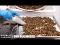 How North America S Largest Cricket Farm Harvests 50 Million A Week Big Business