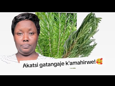 Icyatsi cy'amahirwe!!!! Urahirwa niba Uzi uyu muti!🥰🥰