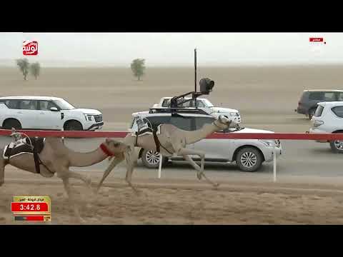 ش 8 (غازيه) لـ احمد سالم بن احمد صالح الكثيري 6:15:34 ، مهرجان العين 2026/08/06 إيذاع الروضة