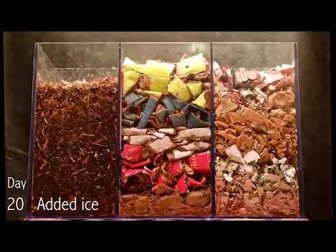 3 chamber Carbon only WORM BIN  TIME LAPSE      vermicomposting