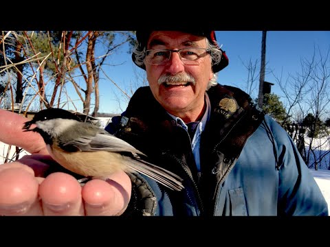 The Joy of Feeding Birds: How to Attract and Feed Birds by Hand