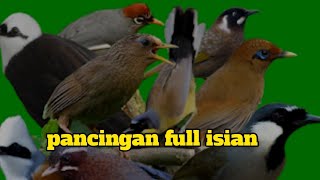 Download lagu macam macam kombinasi suara poksay mandarin !! full isian mp3