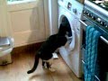 Cat With Washing Machine