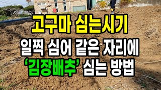 고구마 심는시기 이렇게 심으면 고구마순 죽이지 않고 일찍 심어 같은 자리에 김장배추 등 가을작물 심을 수 있…