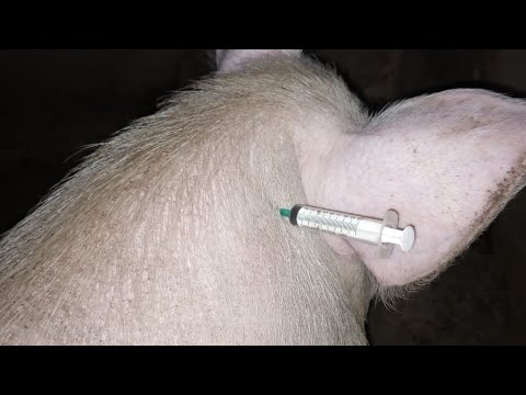 , title : 'comment injecter un porc'