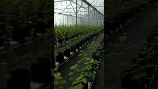 Download lagu MELON HIDROPONIK SISTEM FERTIGASI #melon #melonhidroponik #hidroponik mp3 Download lagu MELON HIDROPONIK SISTEM FERTIGASI #melon #melonhidroponik #hidroponik mp3