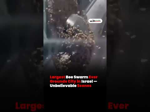 Massive Bee Swarm Brings Israeli City to a Halt