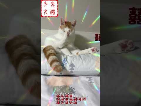 轉發好運貓