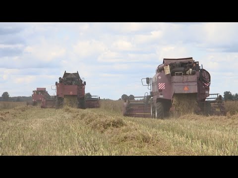 Уборка рапса в Речицком районе видео