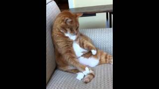 Fat cat playing with itself