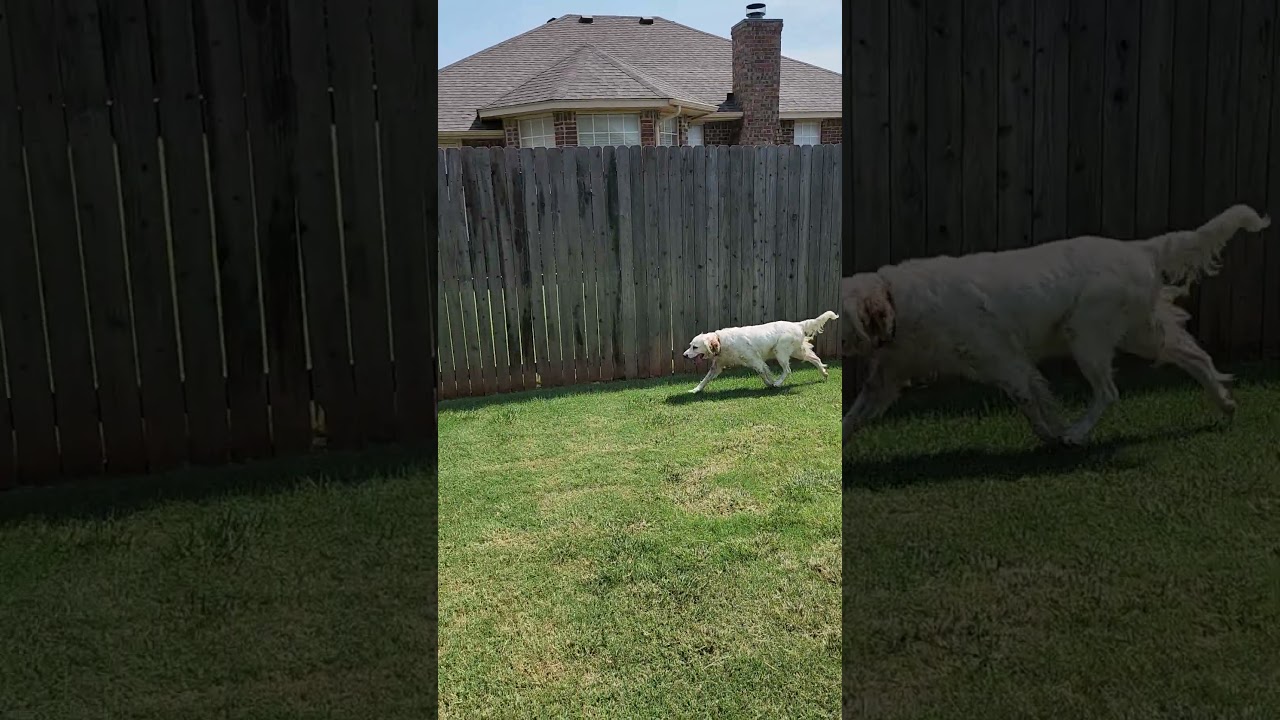 Enlarge Cassie, a Adoptable English Setter in Austin, TX video 4/5