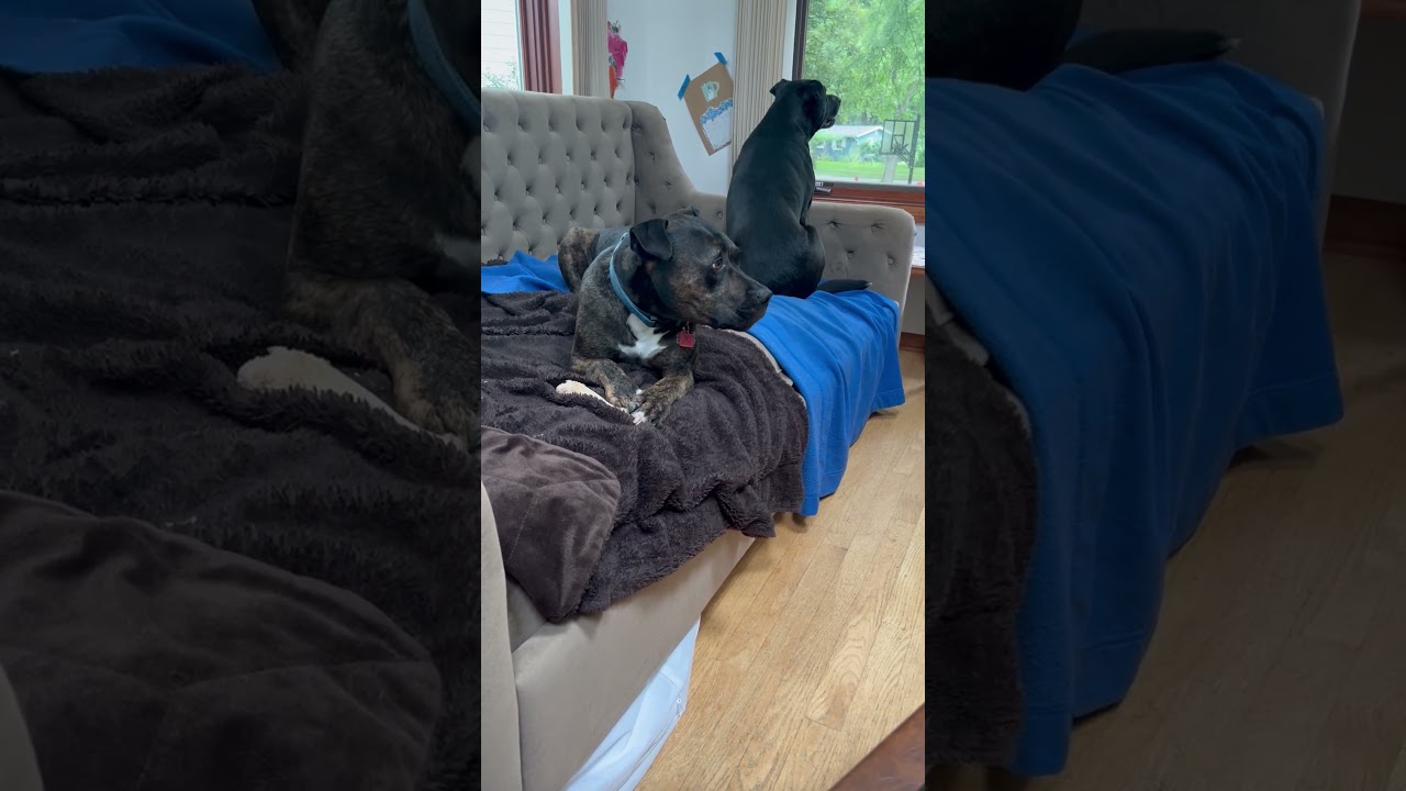Enlarge Onyx, a Adoptable Mixed Breed in Madison, WI video 6/6