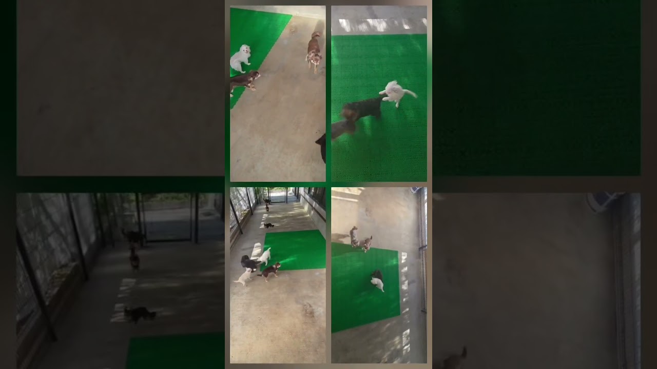 伊藤 里那ブリーダーの犬舎動画