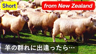 ニュージーランドで羊の群れに出逢ったら… #Shorts