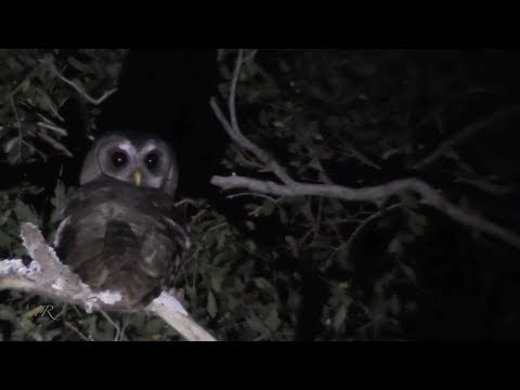 African Wood-Owl Strix woodfordii — Tembe Elephant Park