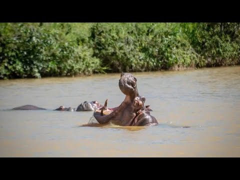 🦛 Hipopótamos en Puerto Nare las Ángelitas #turismo #video #aventura #colombia #viral #viajes #fyp 