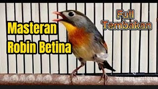 Download lagu BURUNG ROBIN BETINA GACOR❗full BESETAN DAN TEMBAKAN cocok Buat Masteran Dan Pancingan mp3